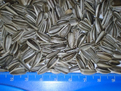 stripped sunflower seeds Iregi