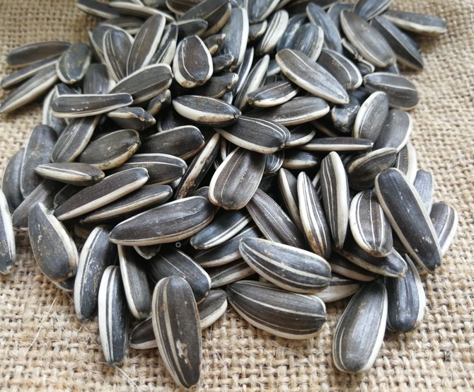 Striped Sunflower Seeds