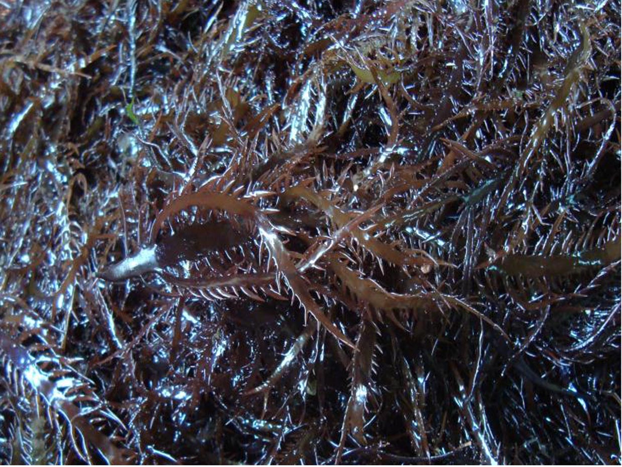 seaweed chondracanthus chamissoi carragenan /carrageen