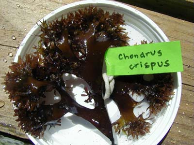 seaweed seamoss chondrus crispus  irishmoss