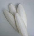 Cuttle Bone (Cuttlefish Bone, Cuttlebone, Sepia, Osso de siba)